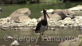 Video of Black Stork - Black Stork hunting fish in Arda river, Bulgaria